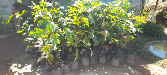 Hadabima Tree Plantation  program 2021.12.01