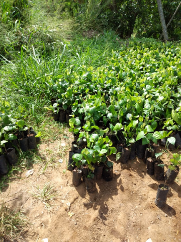 samurdhi plant donation