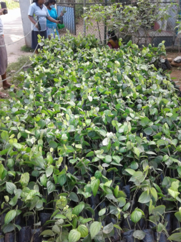 samurdhi plant donation