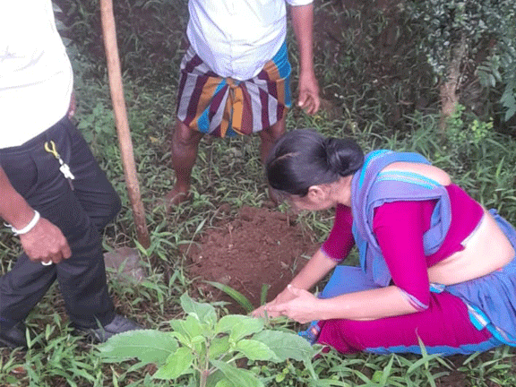 flax planting