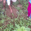 flax planting
