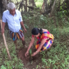 flax planting