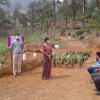 Hanthaha Fruit plantation
