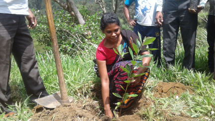 treePlantingProgram